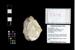 Foto (Objekt + Etikett) von Gastrosacus eminens (Blaschke, 1911)  (NHMW-GEO-2014-0194-0819)